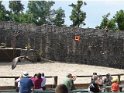 2009-06-17 16-47-35 Spectacle des Aigles des remparts JFi